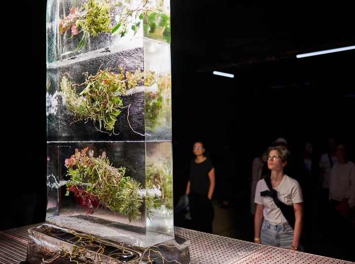 People look at a huge block of ice in which plants are frozen.